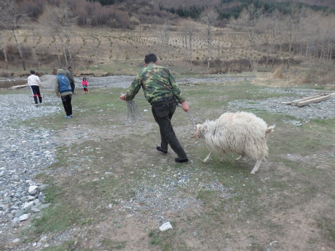 I'm pretty sure the goat knew what was about to happen. 