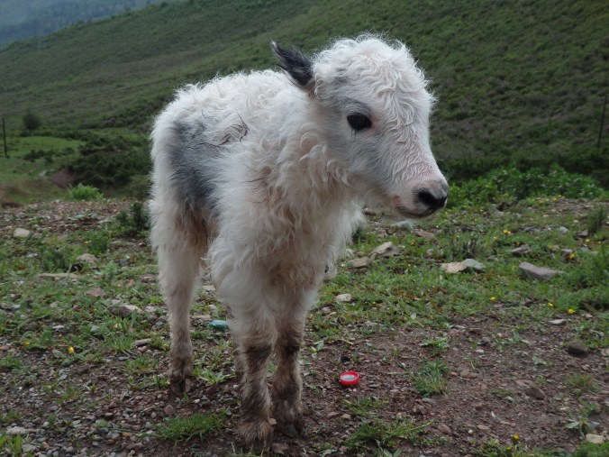 This little calf had lost his mom :(