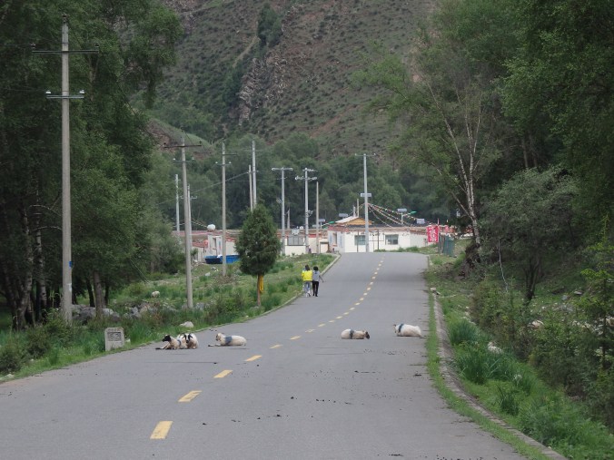 The local goats hung out wherever they please and would not get up for anything...including cars!