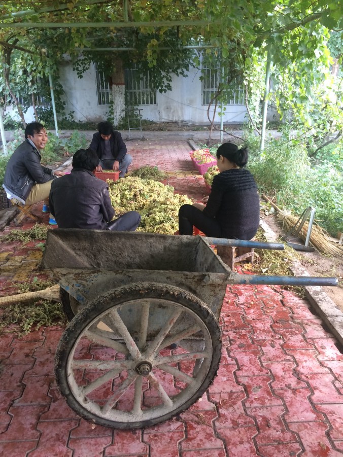 Workers picking through grapes. We had just missed the main harvest.
