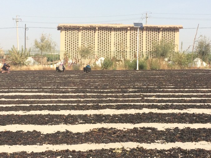 These were dried grapes...I guess there raisins now.